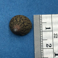 #5 Tegula pellisserpentis 12.8mm Panama Province Trochidae