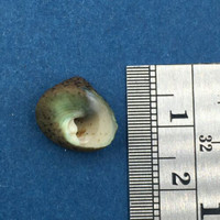 #5 Tegula pellisserpentis 12.8mm Panama Province Trochidae