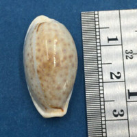 #10 26.7mm Cypraea (Naria) Boivinii Netted, Negros Island, Philippines