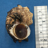 #7 Angaria delphinus 47mm W/O Broome, Western Australia