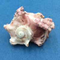 #4 Angaria delphinus 39mm Scotts Reef, Western Australia Dived On Rocks 30-40'