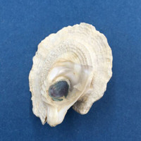 Astralium pileolum 39mm W/O Dampier Western Australia, Low Tide Turbinidae