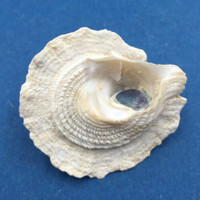 Astralium pileolum 39mm W/O Dampier Western Australia, Low Tide Turbinidae