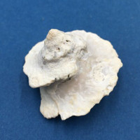 Astralium pileolum 39mm W/O Dampier Western Australia, Low Tide Turbinidae