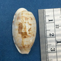 #1 Cypraea (Talostolida) pellucens 30.5mm Netted, Negros Island, Philippines