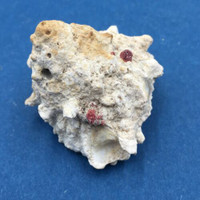 #2 Astralium haematragum 36mm Voh New Caledonia Turbinidae