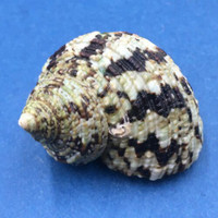 #7 Turbo intercostalis 42mm Mindanao, Philippines Turbinidae