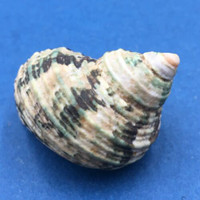 #6 Turbo intercostalis 44mm Mindanao, Philippines Turbinidae