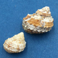 #11 Turbo castanea Set x2 15-21mm Johnny's Cay, Abaco, Bahamas Dead Collected