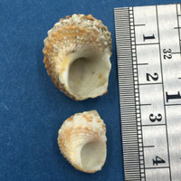 #11 Turbo castanea Set x2 15-21mm Johnny's Cay, Abaco, Bahamas Dead Collected