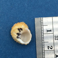 #9 Turbo (Marmarostoma) castanea 14.9mm Honeymoon Beach Florida