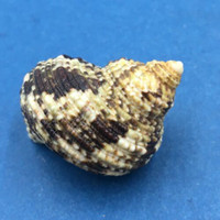 #4 Turbo (Marmarostoma) bruneus 40mm Sulu Sea, Philippines On Eel Grass Low Tide