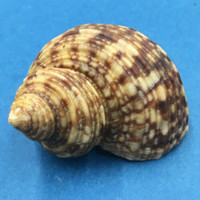 #1 Turbo (Marmarostoma) bruneus 57mm Dampier, Western Australia On Reef Low Tide