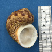 #1 Turbo (Marmarostoma) bruneus 57mm Dampier, Western Australia On Reef Low Tide