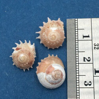 #2 Bolma millegranosa Set x3 13-14mm Mactan Philippines In Tangle Net 100m