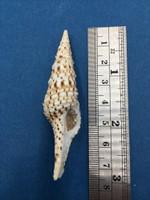 #3 Turris Crispa fm. Grandis 70.6mm W/Operculum Turridae No Data