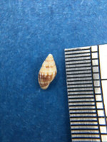 Mitromorpha Mitrolumna Crenipicta 5.4mm Ponta Delgada Portugal Uncommon Turridae