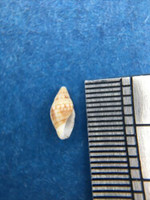 Mitromorpha Mitrolumna Crenipicta 5.4mm Ponta Delgada Portugal Uncommon Turridae