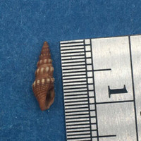 Pilsbryspira leucocyma 10.7mm Jewfish Creek, Key Largo, Florida Turridae