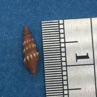 Pilsbryspira leucocyma 10.7mm Jewfish Creek, Key Largo, Florida Turridae