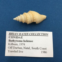 #2 Bathytoma Helenae 38.7mm Trawled Live Durban S. Africa Rare Deep H2O Turridae