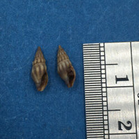 #2 Bela Laevigata Minor 10mm Lot Of 2 Turridae Portland Causeway Dorset England