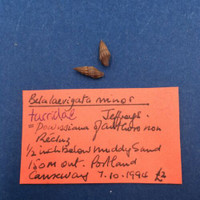 #2 Bela Laevigata Minor 10mm Lot Of 2 Turridae Portland Causeway Dorset England