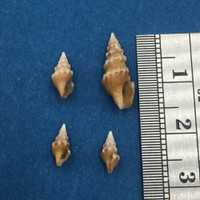 #2 Clavus Bilineatus Set Of 4 8-15mm Tangle Net 150m Balicasag Philippines