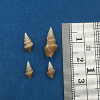 #2 Clavus Bilineatus Set Of 4 8-15mm Tangle Net 150m Balicasag Philippines