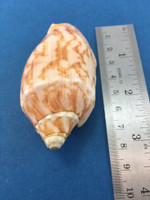 #3 Voluta Cymbiola Vespertilio 78.7mm Dredged Sulu Sea Philippines Volutidae