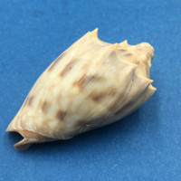 #4 Cymbiola nivosa oblita 51mm Port Hedland, Western Australia Volutidae