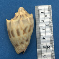 #4 Cymbiola nivosa oblita 51mm Port Hedland, Western Australia Volutidae