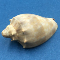 #3 Cymbiola nivosa oblita 53mm Port Hedland, Western Australia Volutidae