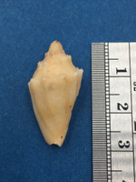 Nannamoria Parabola 27.3mm Volute Queensland Australia