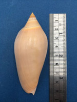 #1 Amoria Molleri 87.1mm Trawled Cape Moreton Queensland Australia