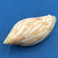 #3 Amoria Guttata 42mm Capricorn Channel Queensland Australia