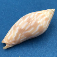 #2 Amoria Guttata 38.1mm Capricorn Channel Queensland Australia