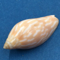 #1 Amoria Guttata 35.2mm Capricorn Channel Queensland Australia