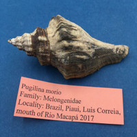 #9 Pugilina Morio 79mm W/O Periostracum Mouth Of Rio Macapa, Piaui, Brazil