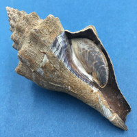 #3 Pugilina Morio 97mm W/O Periostracum Mouth Of Rio Macapa, Piaui, Brazil