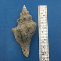 #3 Pugilina Morio 97mm W/O Periostracum Mouth Of Rio Macapa, Piaui, Brazil