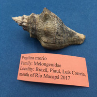#1 Pugilina Morio 74mm W/O Periostracum Mouth Of Rio Macapa, Piaui, Brazil