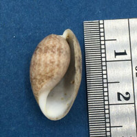 #1 Bulla striata 20mm Bahamas