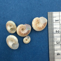 #1 Ilanga laevissima Set x5 7-14mm Trawled 150m Agulhas Bank S. Africa Crabbed