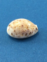 #1 Cypraea (Lyncina) lynx 25mm Dwarf Brisk Island, Queensland Australia