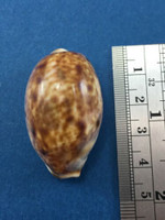 #11 Cypraea (Lyncina) lynx vanelli 40.8mm Live Taken Exmouth Gulf, Australia 1970