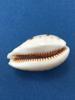 #13 Cypraea (Lyncina) lynx 37.6mm Gould Reef, Great Barrier Reef, Australia