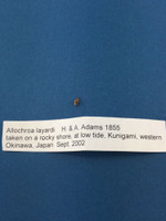 Allochroa Layardi 5.9mm Microshell Okinawa Japan Full Data