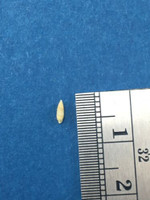 Monophorus Monachus 4.6mm Microshell Trawled Cebu Philippines Full Data