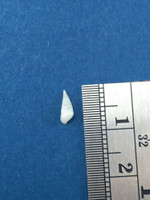 Melanella Cumingii 7.2mm Microshell Eulimidae Cebu Philippines Full Data